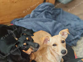 Brooke & Nina little cuties need home together