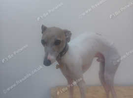 Italian greyhound/whippet