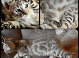 TiCa Registered pedigree Bengal Kittens Ready to go now