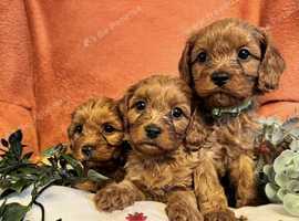 Adorable F1 Red Cavapoos Puppies