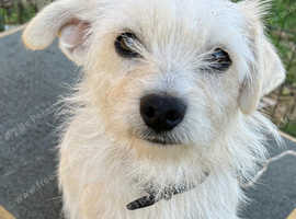 Scottish terrier cross Pomeranian