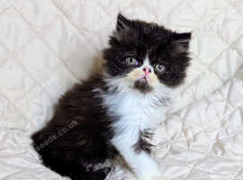 Last male kitten