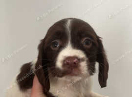 Cocker spaniel pups for sale