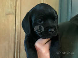 Border terrier store cross cocker spaniel