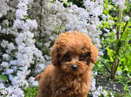 Asian Toy Poodle (Korean & Chineese) VERY small