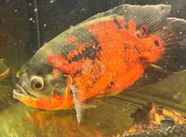 4 large Oscar fish for sale