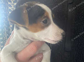 Traditional jack russell puppy READY NOW