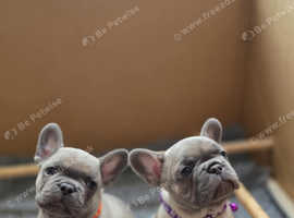 Adorable French Bulldog Puppies for Sale
