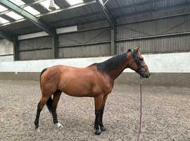 Lovely 16'2 thoroughbred for sale