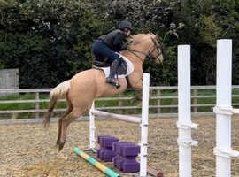 *Stunning Palomino 15.1hh Sports Horse For Sale*