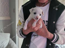 My beautiful girl give birth to 3 gorgeous boys they are now 4 weeks old and coming along great