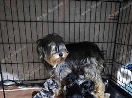 Schnoodles