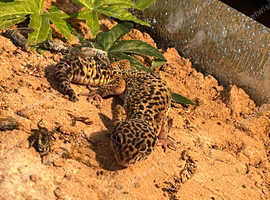Juvenile/Sub-Adult Leopard Gecko with Complete set-up (large Terrarium & feeding equipment) - Negotiable Price