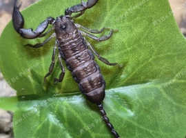 Javan Dwarf Scorpion (Chaerlius variegatus) at Birmingham Reptiles