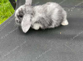 2 beautiful rabbits left