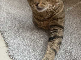 2 tabby's for sale