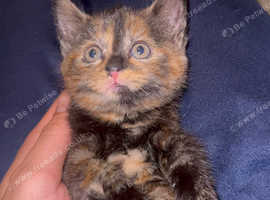 Play-full healthy kittens two fluffy black and two mixed colors