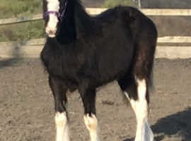 Clydesdale x Cob Yearling To Make 15.1hh