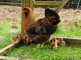 Welsummer hatching eggs!!
