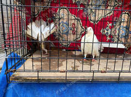 Fantail  pigeons