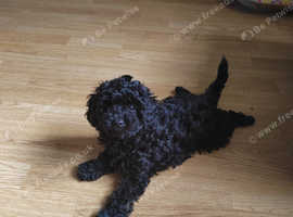 Health tested f1b cavapoo