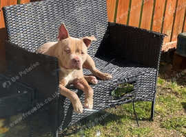 Pocket bully looking rehomed