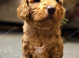 F2 cockapoo puppies