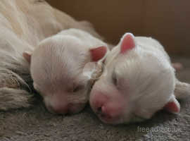 2 beautiful chihuaha X bichon frise puppies