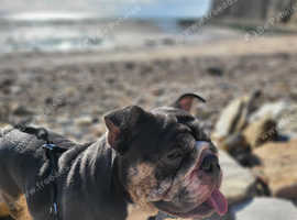 English bulldog hotsell kennels near me