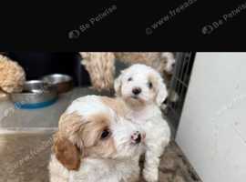 Beautiful lhasa poos