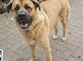 Rehoming