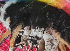 Australian Shepherd puppy's