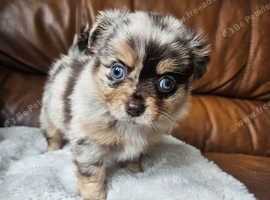 Ready to leave now , pomchi puppies