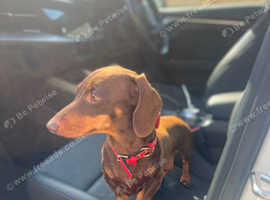 Miniature dachshund sold