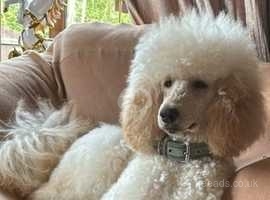 Looking for a Standard poodle