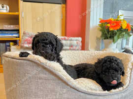 Toy Poodle Puppies