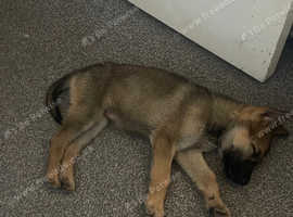 German shepherd