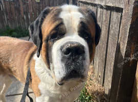 KC registered Male Saint Bernard