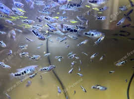 Opaline Gourami