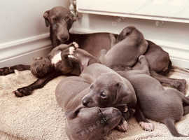 4 Boy Italian greyhound puppies
