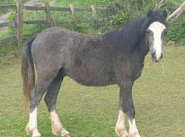 Sec A yearling colt ,BRYNRODYN BOHEMIAN ,