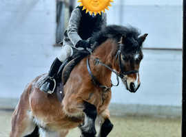 Registered Sec A l/r or 2nd ridden hacking and hunting 11.3