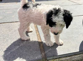 Last gorgeous double doodle Bordoodle girl will be ready to go NOW