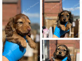 Long haired mini dachshunds