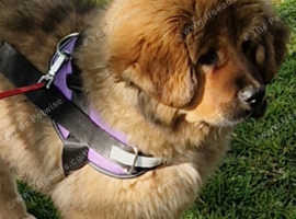 Tibetan mastiff for sale
