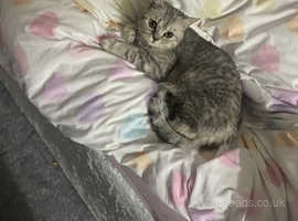 Male GCCF REG BSH Silver spotted tabby