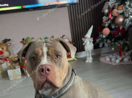 Olde english bulldog