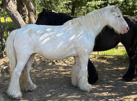 Super Traditional Cob Mares