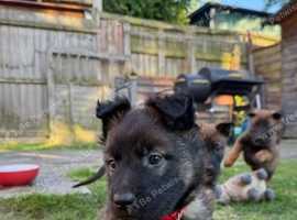 1 male 1 female available lovely puppies
