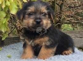 KC Registered Norfolk Terrier Boy